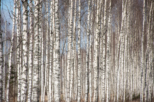 spring landscape with white birch trunks  trees without leaves in spring