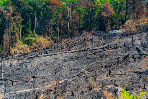 The consequences of a fire in the forest.
The mountainous region of Laos, bordering Vietnam.