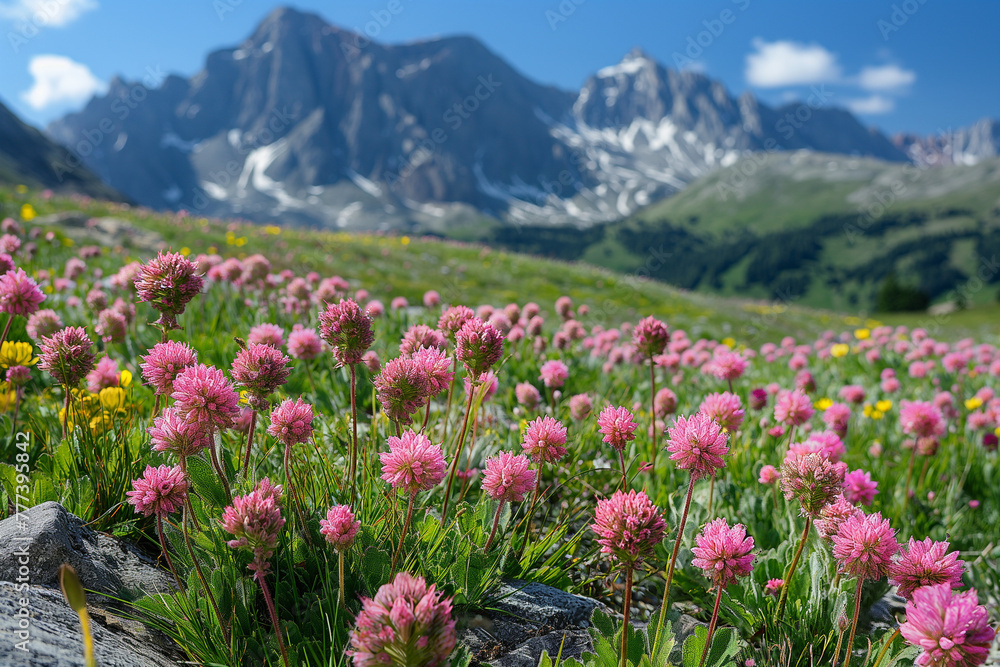 meadow with flowers