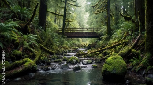 Rain forest in Vancouver photo