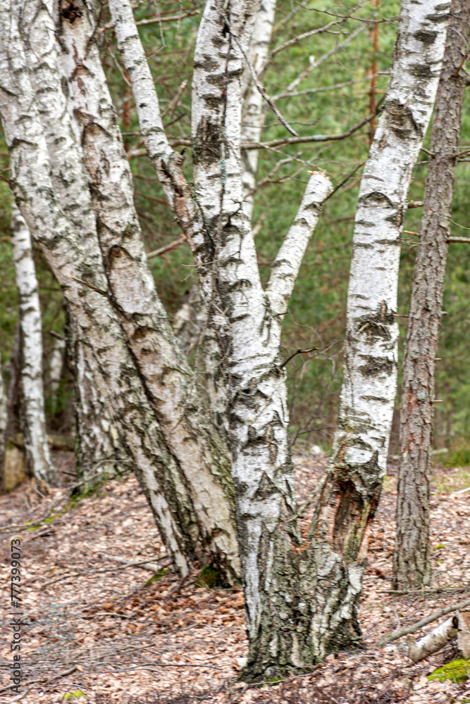 Trunks of birch trees, lots of birch trees Trunks of birch trees, lots of birch trees