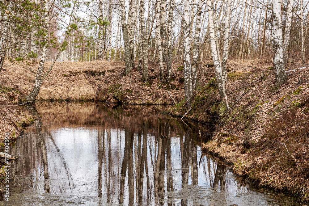 Obraz premium swamp ditch in spring, beautiful reflections of trees on the surface of the water, leafless trees in spring, long developed swamp