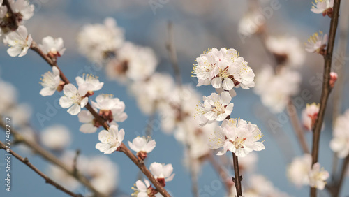 Spring white flowers blossom on a apricot tree, close up