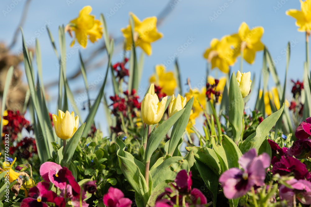 Colorful flowers in spring time at the lake Walensee in Switzerland Colorful flowers in spring time at the lake Walensee in Switzerland