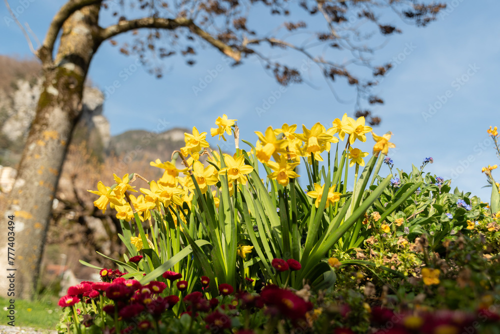 Daffodil flowers in Weesen in Switzerland