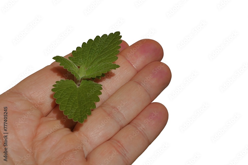 Fresh spring leaves of cat attracting mint like pland called Catnip or Catswort, latin name Nepeta Cataria, held on palm of adult male person, white background. Fresh spring leaves of cat attracting mint like pland called Catnip or Catswort, latin name Nepeta Cataria, held on palm of adult male person, white background.