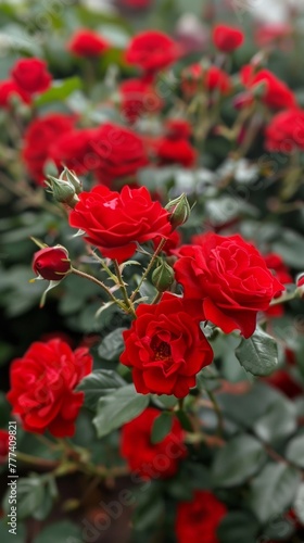 There are a lot of red spray roses