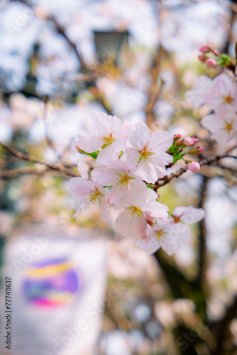 桜