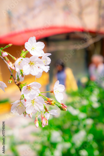 桜