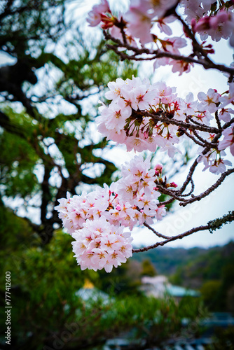 桜
