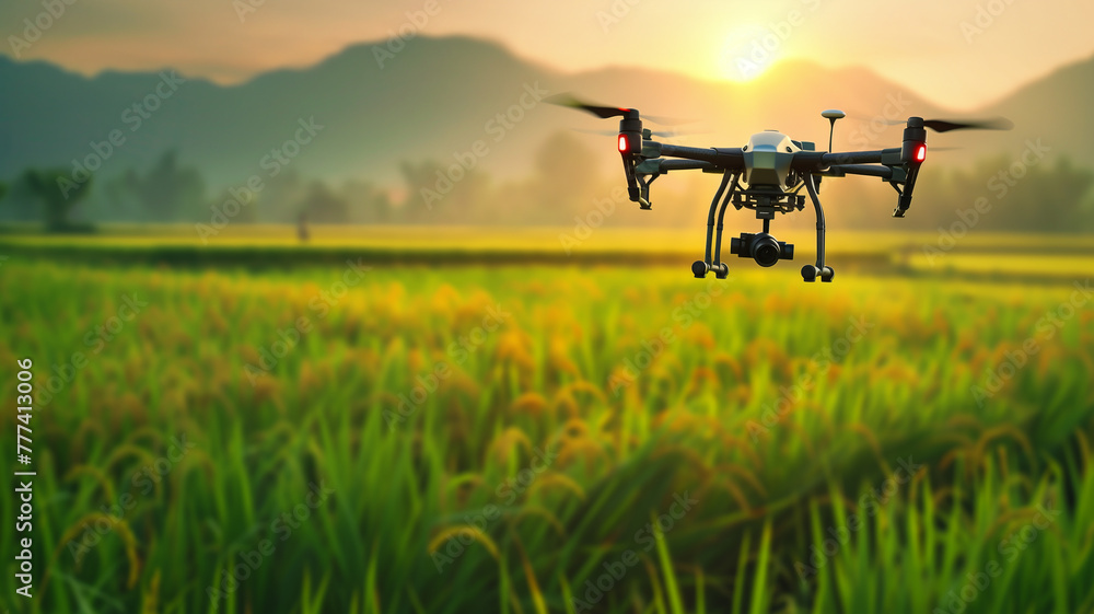 Drone over rice paddy at sunset. Drone over rice paddy at sunset.