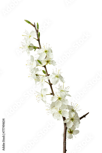 Blühende Schlehe (Prunus spinosa) oder Schwarzdorn