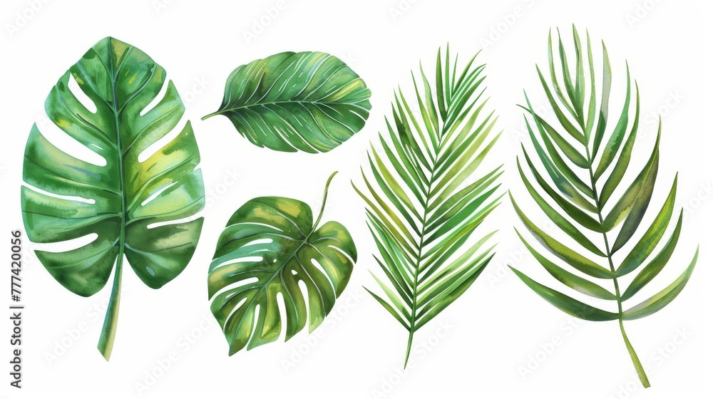 Exotic plants, palm leaves on an isolated white background, Watercolor botanical illustration. Exotic plants, palm leaves on an isolated white background, Watercolor botanical illustration.