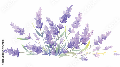Lavender. Flower closeup. Watercolor drawing. Vecto