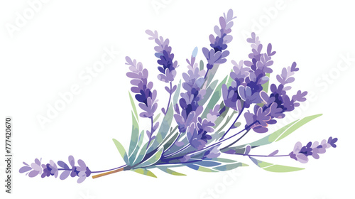 Lavender. Watercolor drawing. Vector 2d flat cartoo