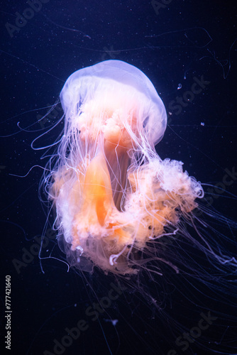 Ethereal Jellyfish