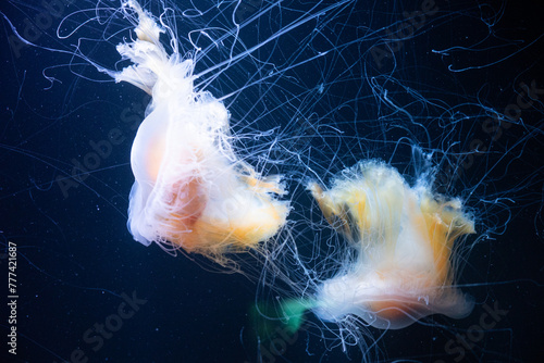 Ethereal Jellyfish Dance
