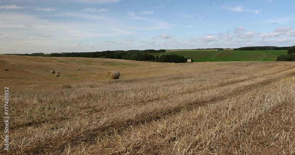 stubble that remains after the harvest of cereals, wheat golden and sharp stubble after harvesting stubble that remains after the harvest of cereals, wheat golden and sharp stubble after harvesting