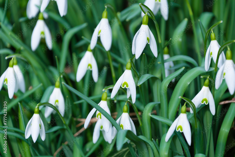 White flowers of Galanthus nivalis, the snowdrop White flowers of Galanthus nivalis, the snowdrop