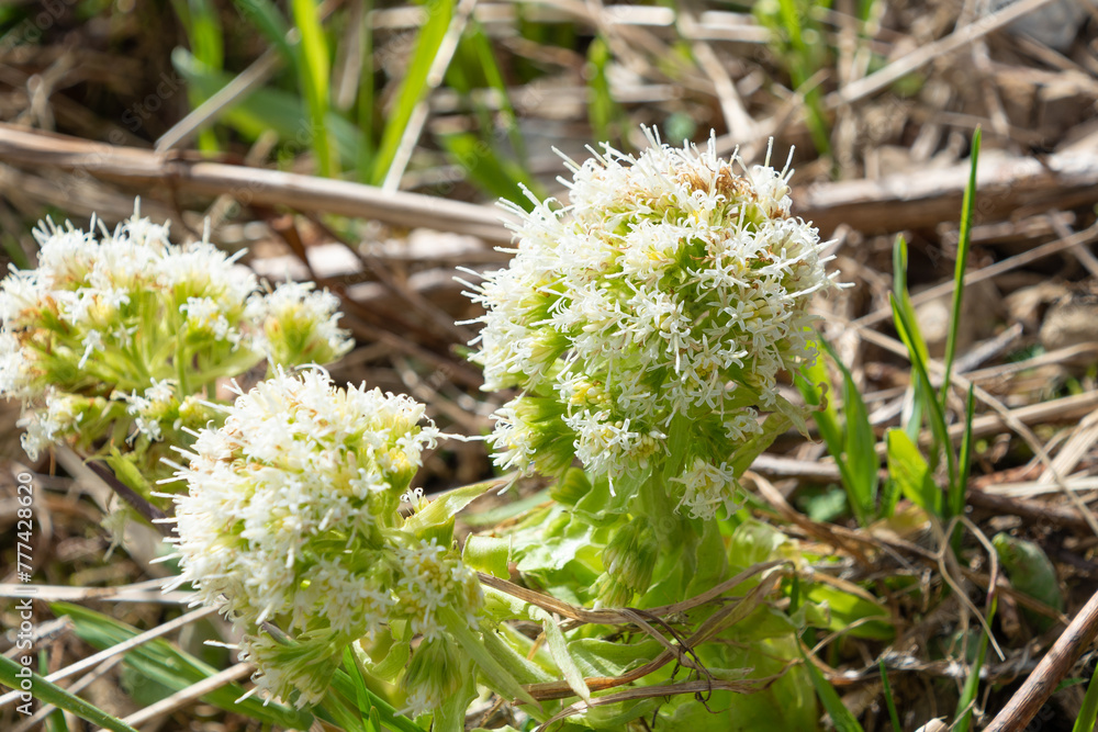 White Petasites flowers in a meadow, close-up. White Petasites flowers in a meadow, close-up.