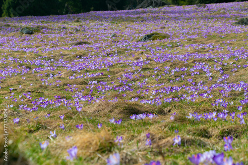 Glade of crocuses. Spring bloom.