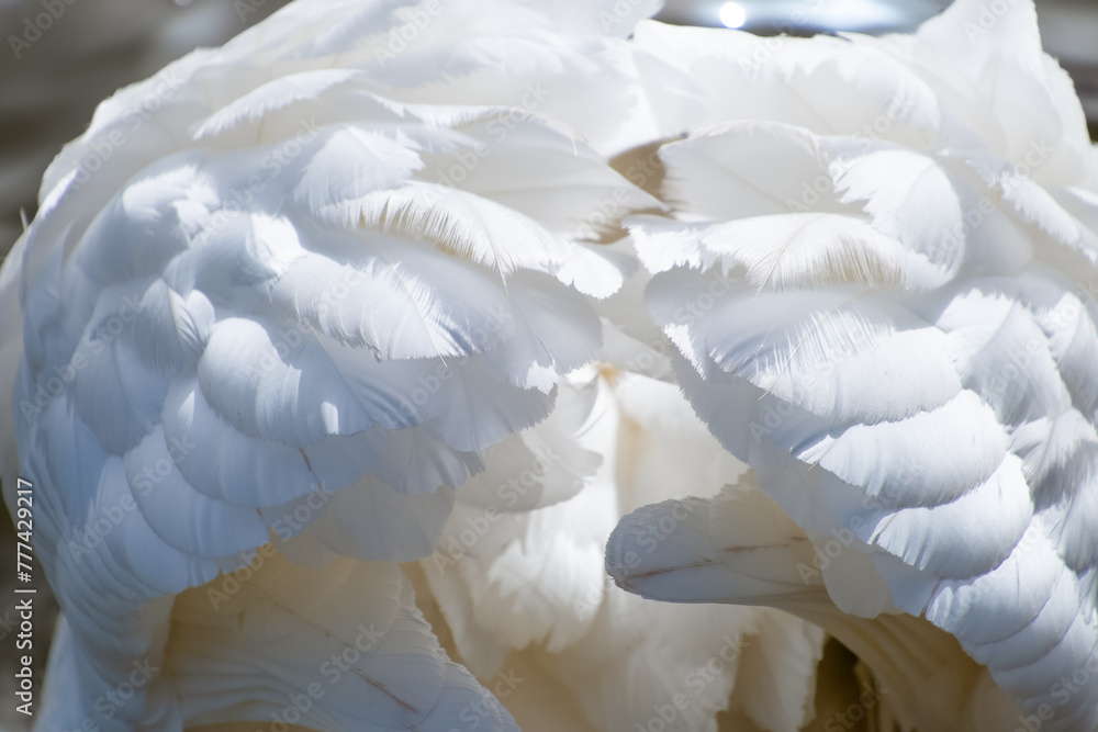 Obraz premium Beautiful white swan feathers, close-up.