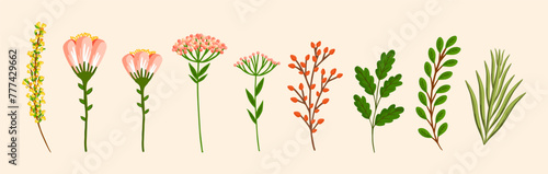Set of floral design elements. Leaves  flowers  branches  grass. Botanical vector illustration isolated on white background.