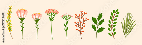 Set of floral design elements. Leaves, flowers, branches, grass. Botanical vector illustration isolated on white background.