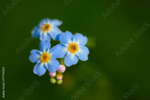 Myosotis scorpioides. Water forget-me-not, close-up. Small blue flowers with a yellow center.
