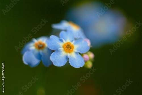 Myosotis scorpioides. Water forget-me-not, close-up. Small blue flowers with a yellow center.

