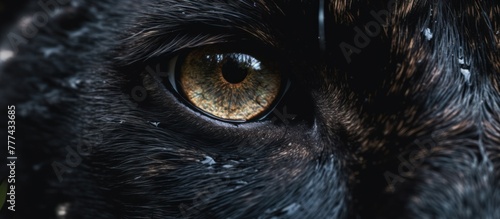 Wildlife black panther nature photography. Open eye glowing fur.