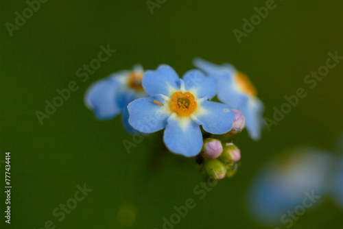 Myosotis scorpioides. Water forget-me-not, close-up. Small blue flowers with a yellow center.
