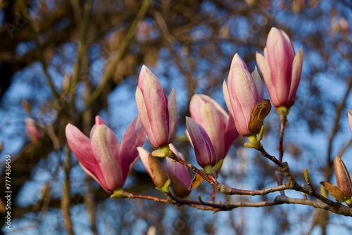 magnolia tree blossom, Mogosoaia Park, Bucharest City, Romania