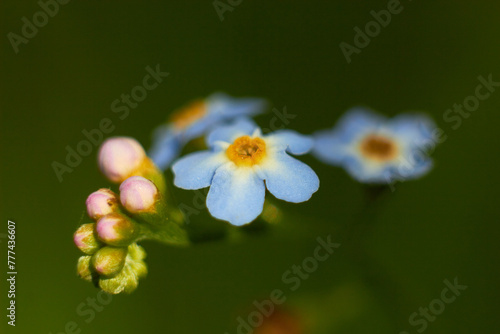 Myosotis scorpioides. Water forget-me-not, close-up. Small blue flowers with a yellow center.
