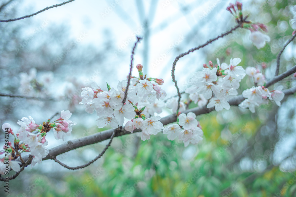 Obraz premium ソメイヨシノ