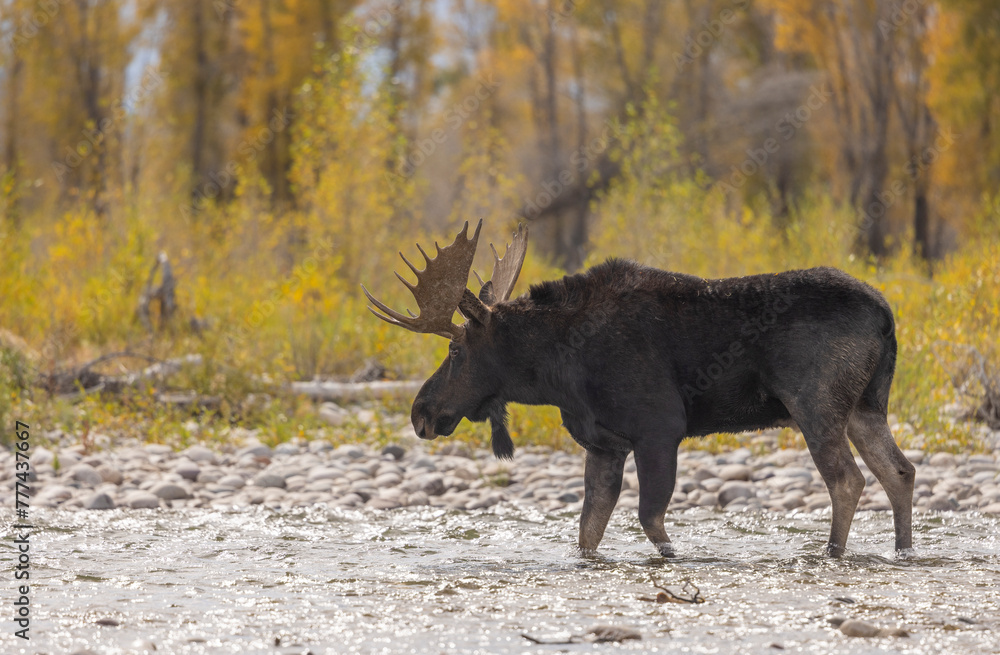 Bull Moose Crossing a River in Wyoming in Autumn Bull Moose Crossing a River in Wyoming in Autumn