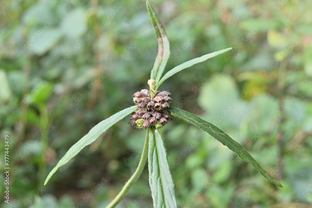 A dry seed cluster of a Ceylon slitwort plant in a lawn area