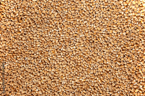 Wheat Grain texture, abstract backdrop, close up
