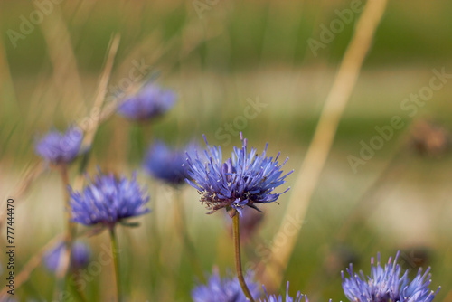 The blue flower of Jasione laevis, called the blue button, is from the bellflower family.
