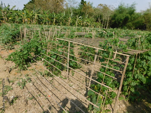 Vegetable cultivation is made of bamboo poles and lalan yarn with the help of mulching paper Crop Date april 2024 photo