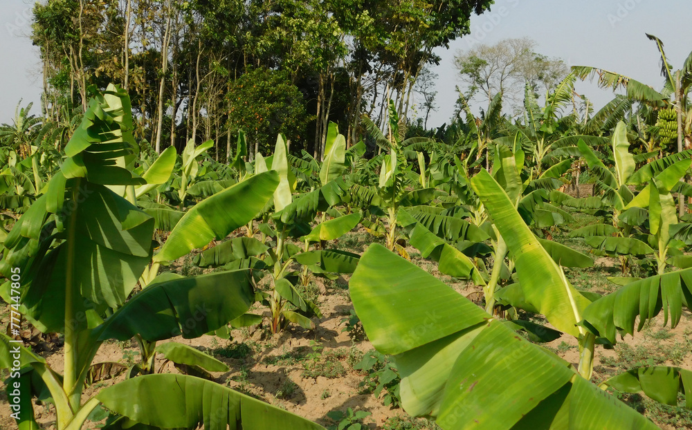 Banana plantation. Banana Farm. Young banana plants in a rural farm in ...