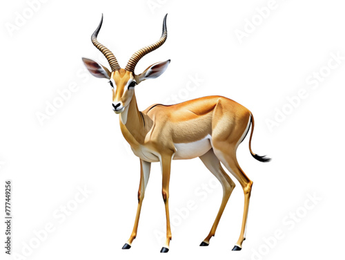 Thomson's gazelle isolated on white background photo