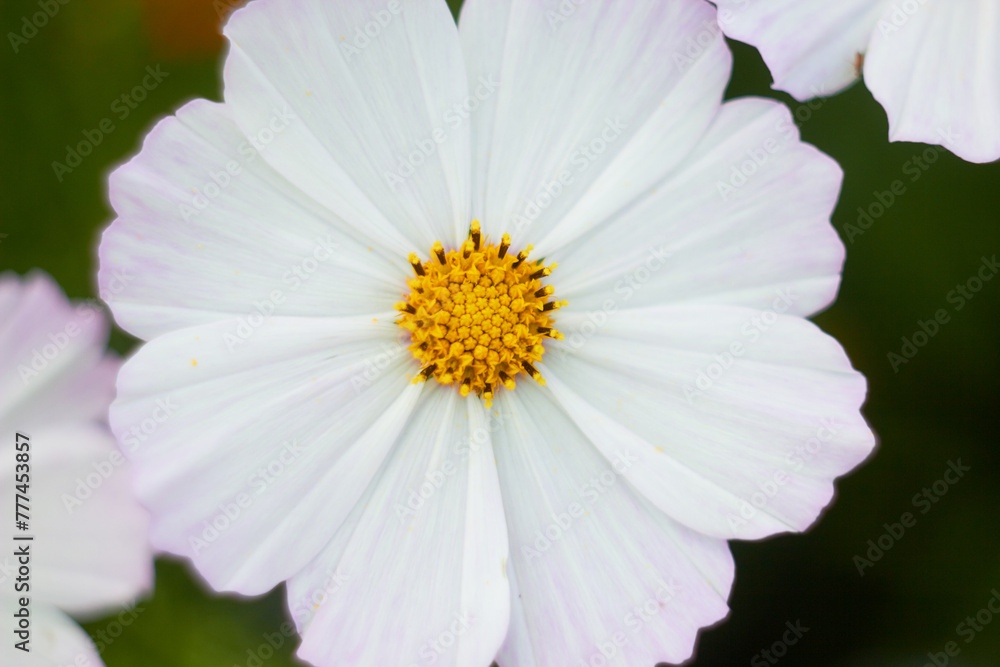 Cosmos flower (Cosmos Bipinnatus). Meadow summer flowers.
Cosmos flower (Cosmos Bipinnatus). Meadow summer flowers.