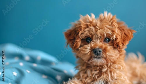 cute dog on a light blue background, commercial image, free place for text, 