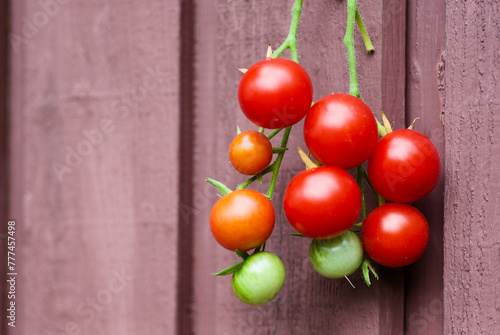  Cluster of ripe red organic cultivated tomatoes hanging on brown wooden wall outdoors in autumn.