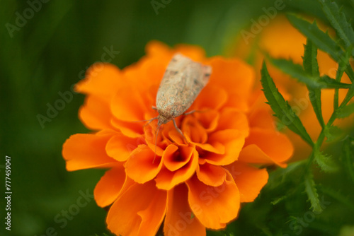 Fotografie Small yellow-winged butterfly (Noctua) of the family Noctuidae