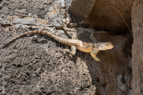 Laudakia stellio cypriaca, a species of agamid lizard endemic to Cyprus.