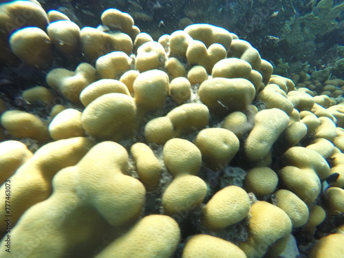 Goniastrea stelligera, commonly known as knob coral, is a species of stony coral in the family Merulinidae. It occurs in shallow water on the coast of East Africa and in the Indo-Pacific region. This  photo