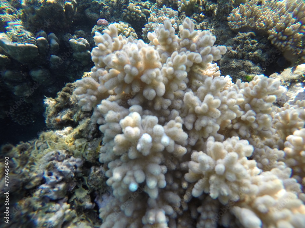 underwater scenery in red sea egypt, coral reef fauna underwater scenery in red sea egypt, coral reef fauna