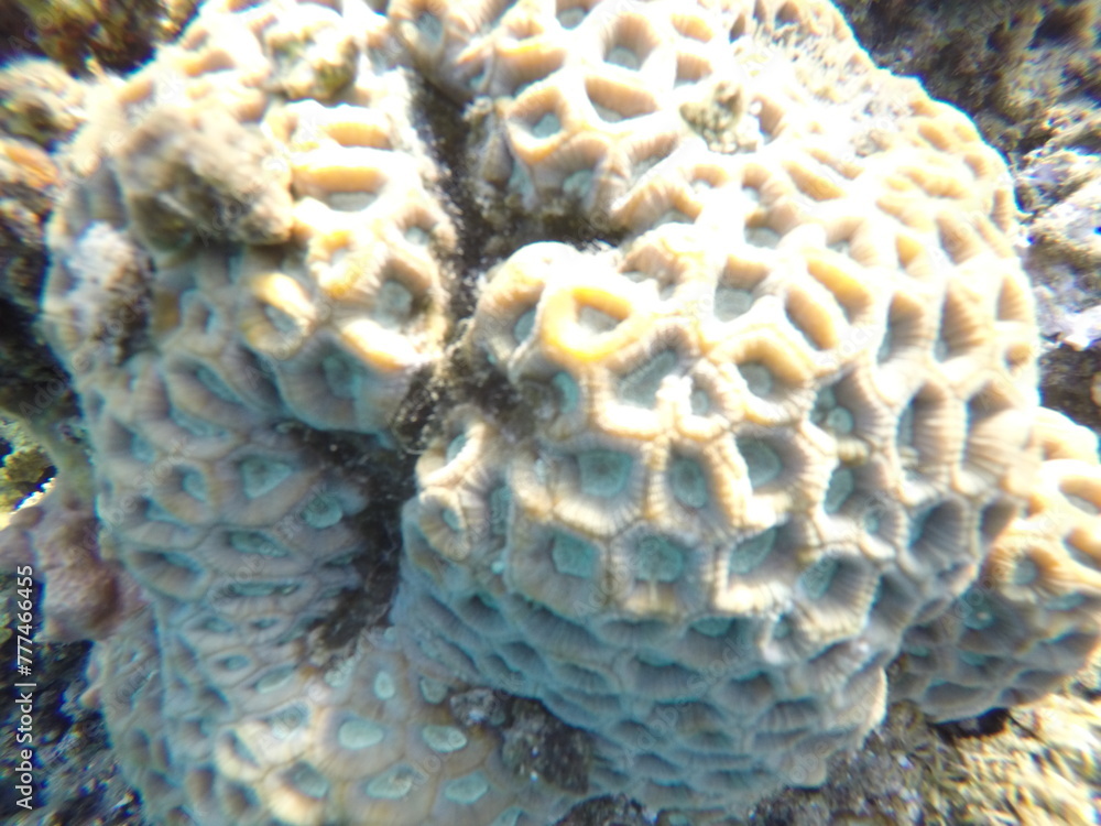 Dipsastraea lacuna stony corals in the family Merulinidae. Members of this genus are native to the Indo-Pacific region. Dipsastraea lacuna stony corals in the family Merulinidae. Members of this genus are native to the Indo-Pacific region.
